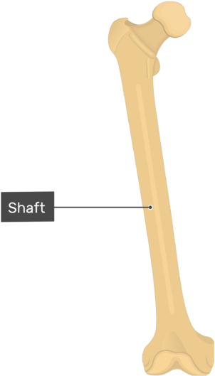 Shaft - Femur Bone - Anterior View - Femur Bone (619x550), Png Download