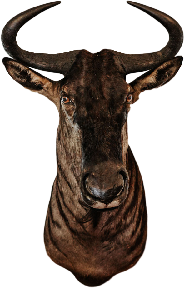 Download Trophy Room Collection Trophy Full Size PNG Image PNGkit