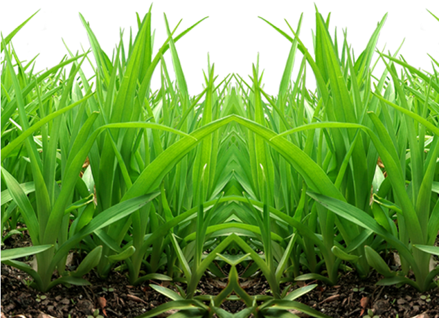 Grass Png Transparent Images - Picsart Editing Grass Png (640x480), Png Download