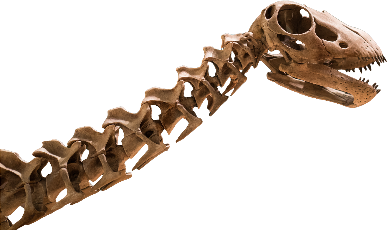 Footer - Tyrannosaurus (1342x815), Png Download