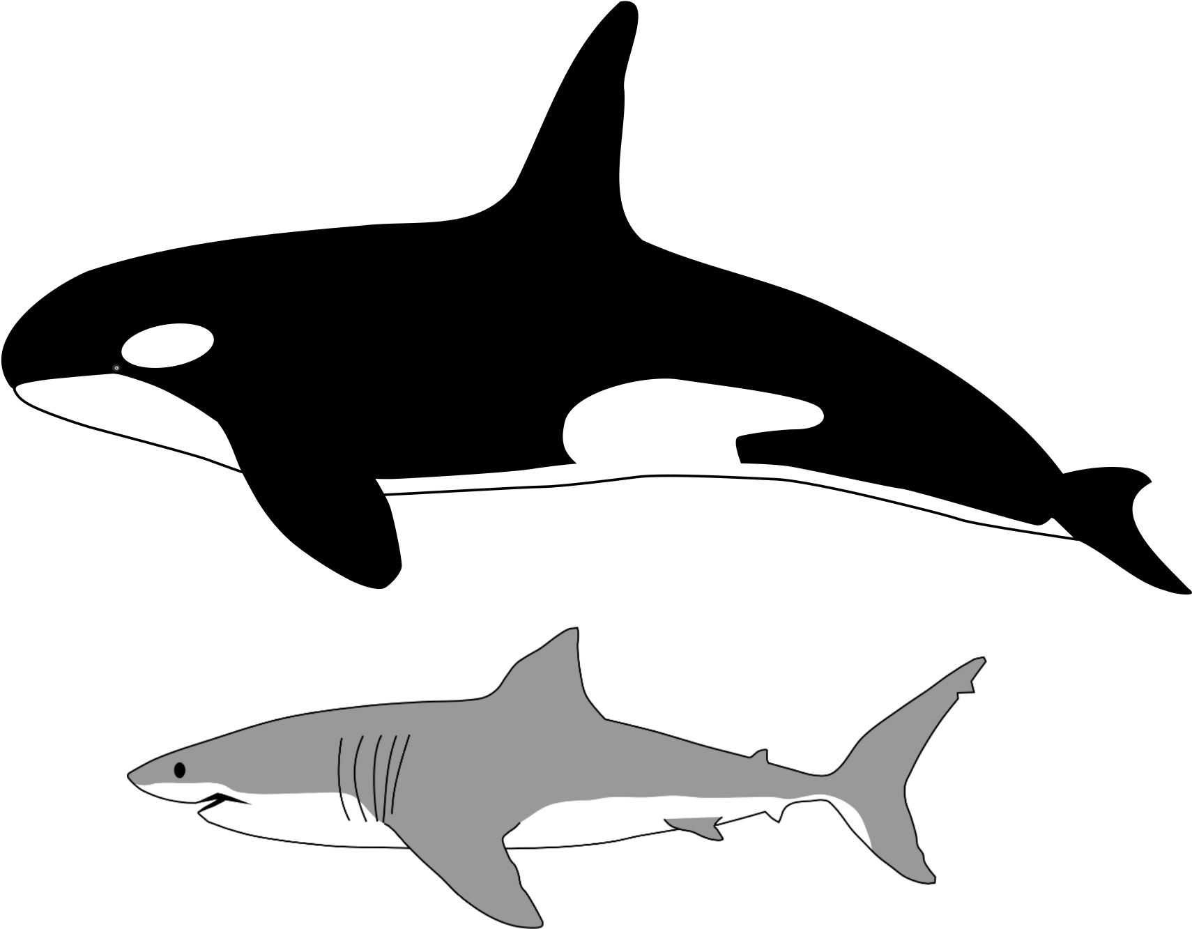 Comparison Of Size Of Orca And Great White Shark - Orca (3500x1796), Png Download