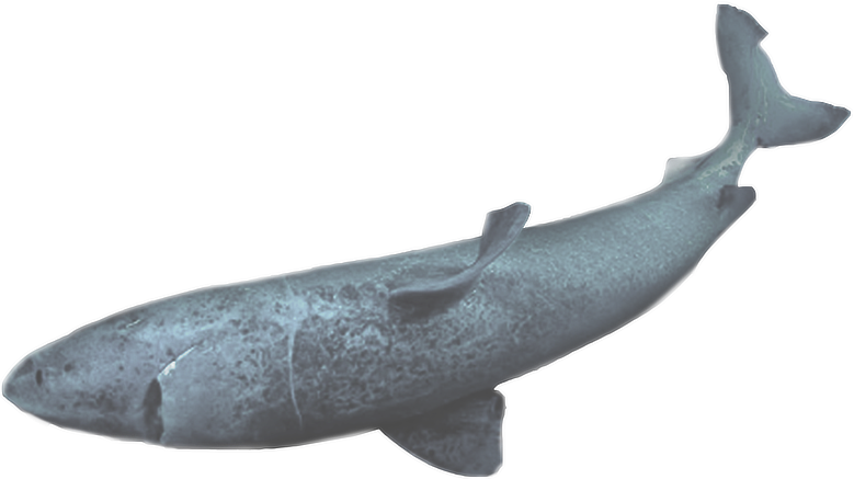 Shark - Humpback Whale (779x437), Png Download