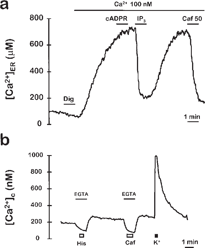 Cells Were Permeabilized By Perfusion With 20 M Digitonin - Diagram (720x886), Png Download