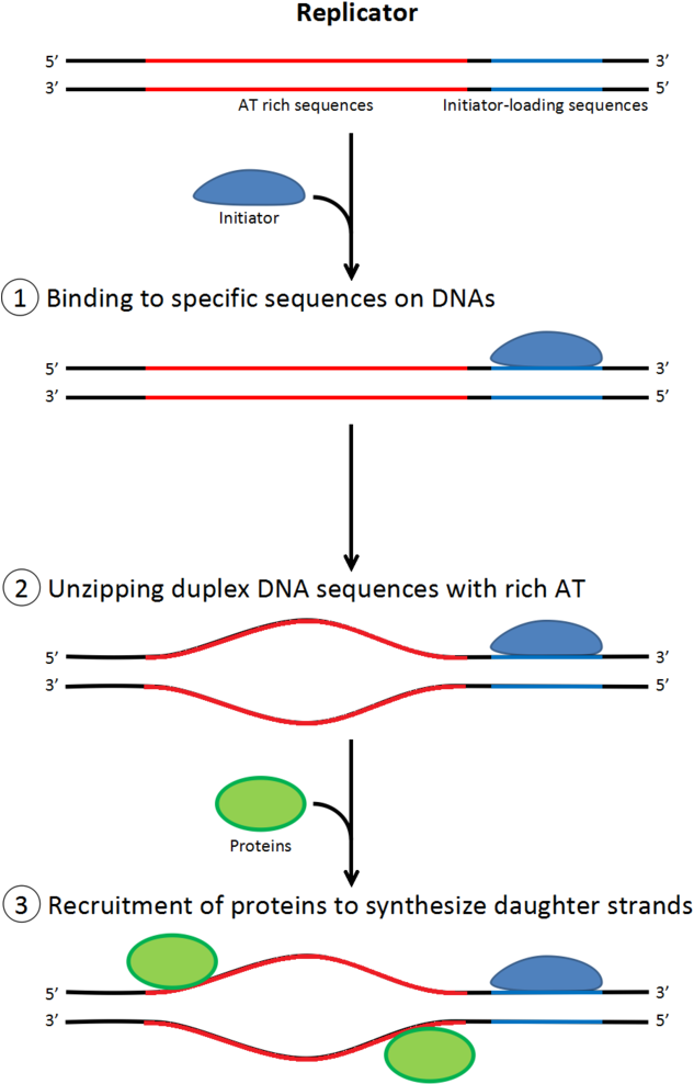 Dna Clipart Dna Replication - Réplication Adn Initiation (640x997), Png Download