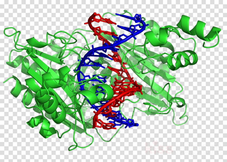 Protein Dna Clipart Dna-binding Protein Nucleic Acid - Enzyme De Restriction (900x640), Png Download