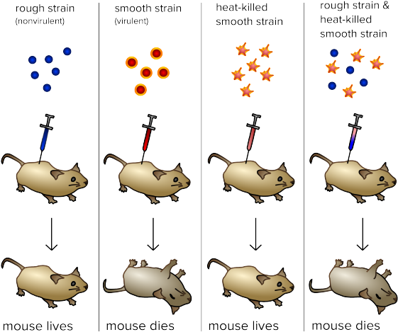 Dna Structure Clipart Life Science - Identification Of Genetic Material (640x480), Png Download