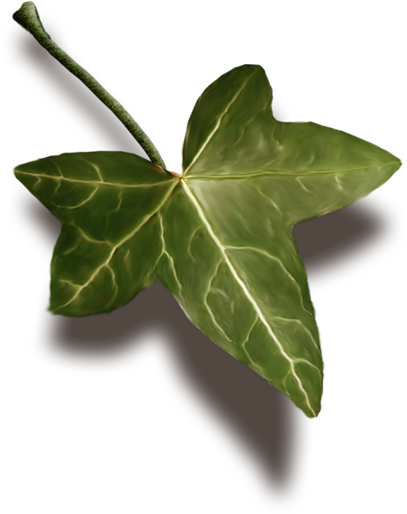 Read It - Maple Leaf (691x800), Png Download