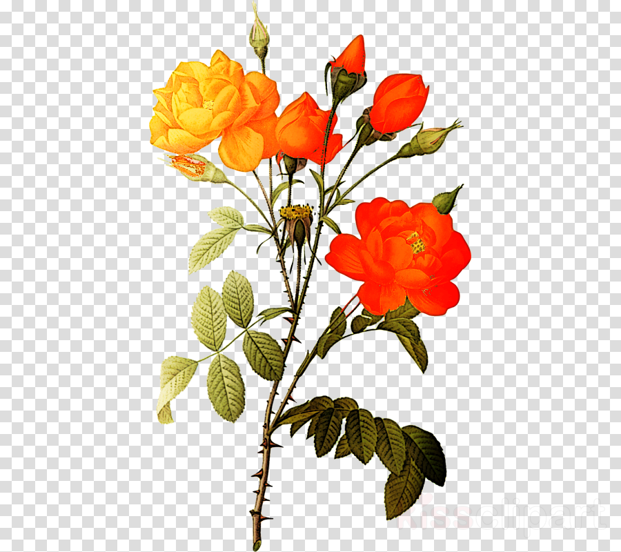 White Roses Png Clipart Botanical Illustration - White Rose Flowers Png Hd (900x800), Png Download