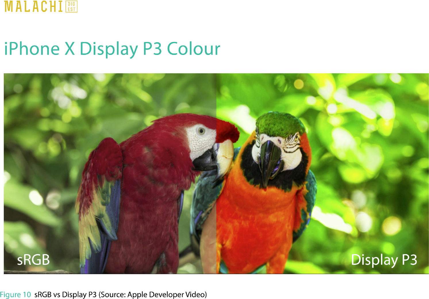 This Colour Means Richer, More Saturated Assets Could - Flora Y Fauna De Chiapas (1600x1150), Png Download