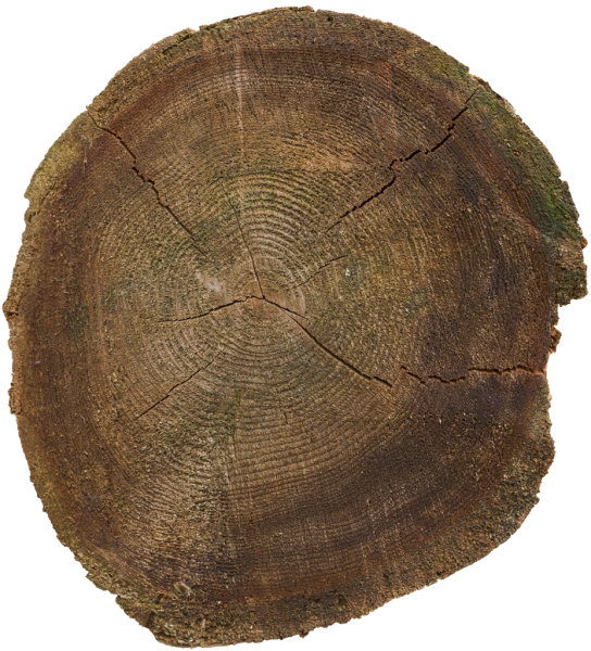 Materials - > - Nature - Tree Stump (544x600), Png Download