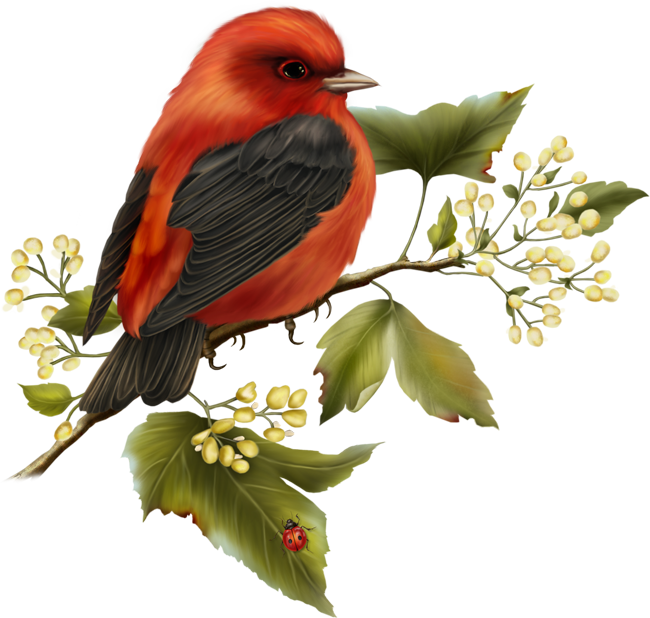 Red And Black Bird Free Clipart - Free Clip Art Birds (650x618), Png Download