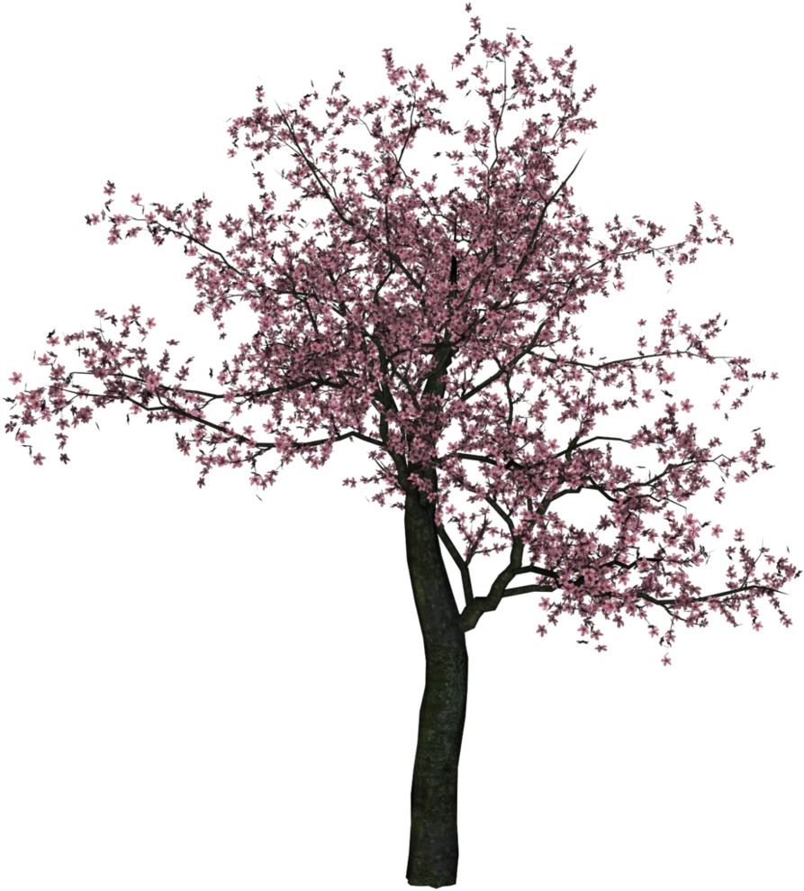 Cherry Tree Png Image - Cherry Blossom Tree Png (1412x1059), Png Download