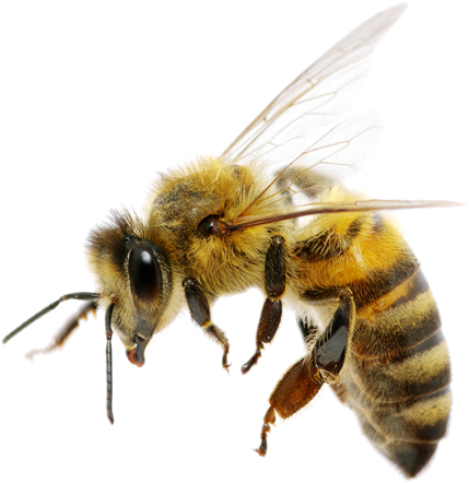 Bee Png High-quality Image - National Honeybee Day 2017 (429x442), Png Download