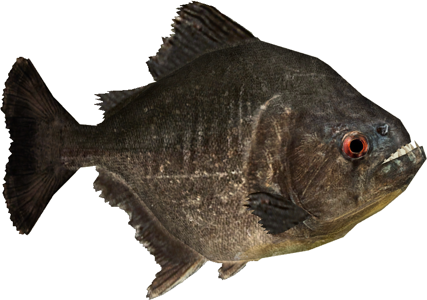 Piranha Png Picture - Wiki (832x832), Png Download