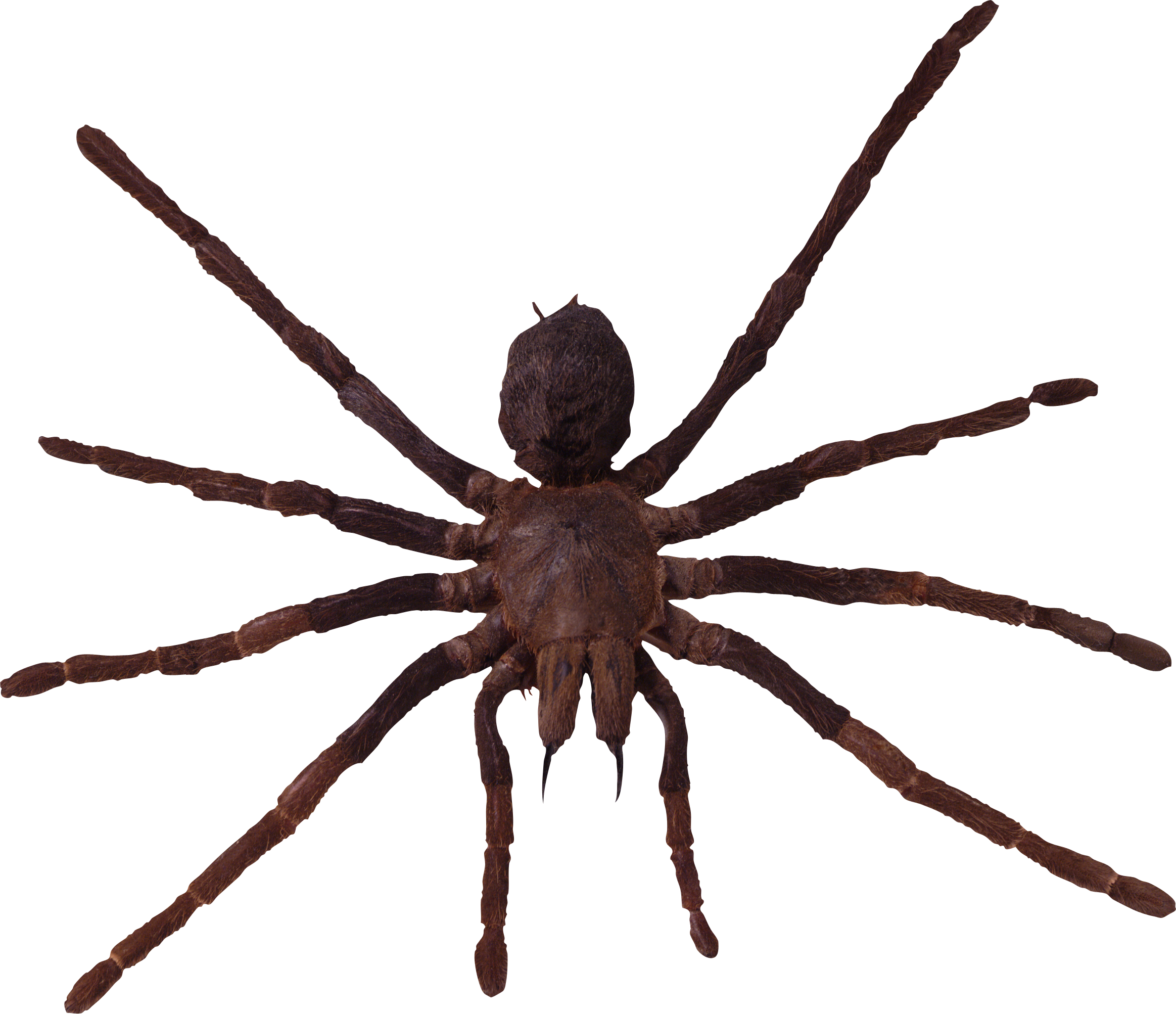 River Spiders In Michigan (2327x2006), Png Download