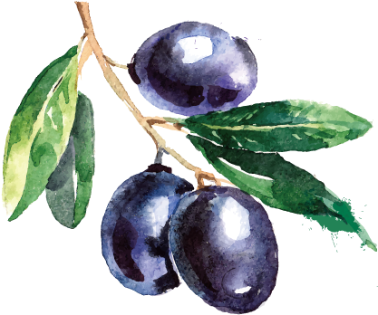 Olive Branch Painting Delicious Blueberry Transprent - Portable Wood Wooden Amazing Desk Toy Fun Mokuru Dimensional (567x567), Png Download