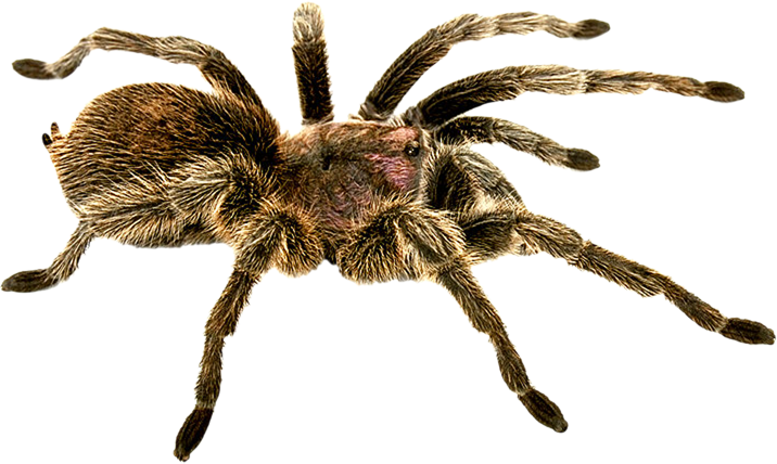 Spider Png (716x428), Png Download