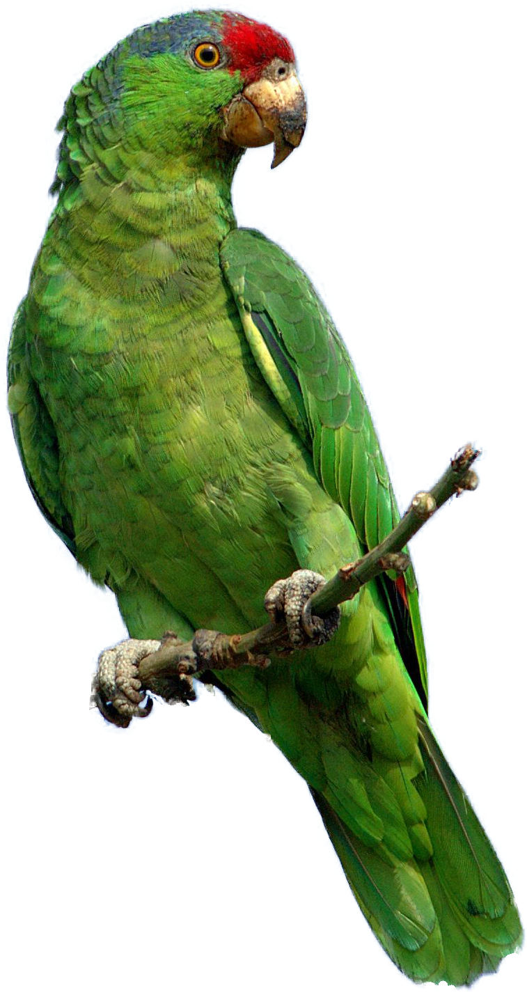 Pete The Parrot - Songbirds Calendar 2018: 16 Month Calendar (775x1456), Png Download
