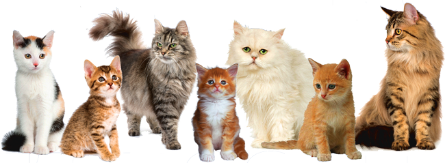 Cat Png Image - Cats Png (650x239), Png Download