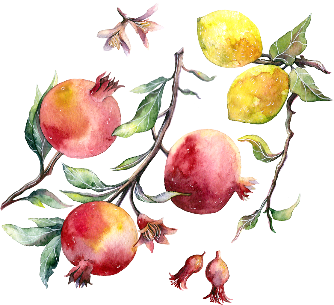 Fruits On Behance - Drawing Pomegranate (1200x1088), Png Download