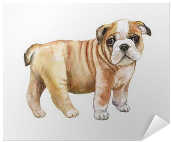 Watercolor English Bulldog Puppy Isolated On Whit Background - Bulldog (400x400), Png Download