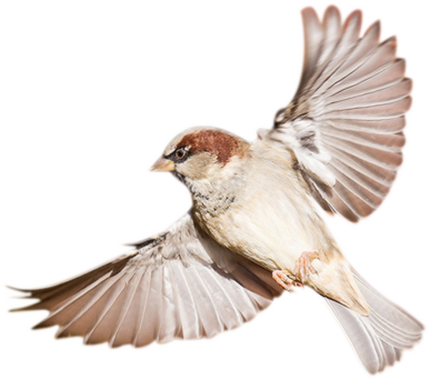 Birds Png Hd - Sparrow Transparent (473x418), Png Download
