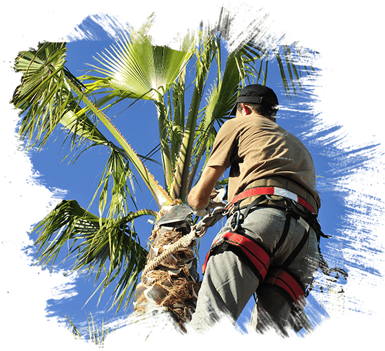 Palm Tree (644x644), Png Download