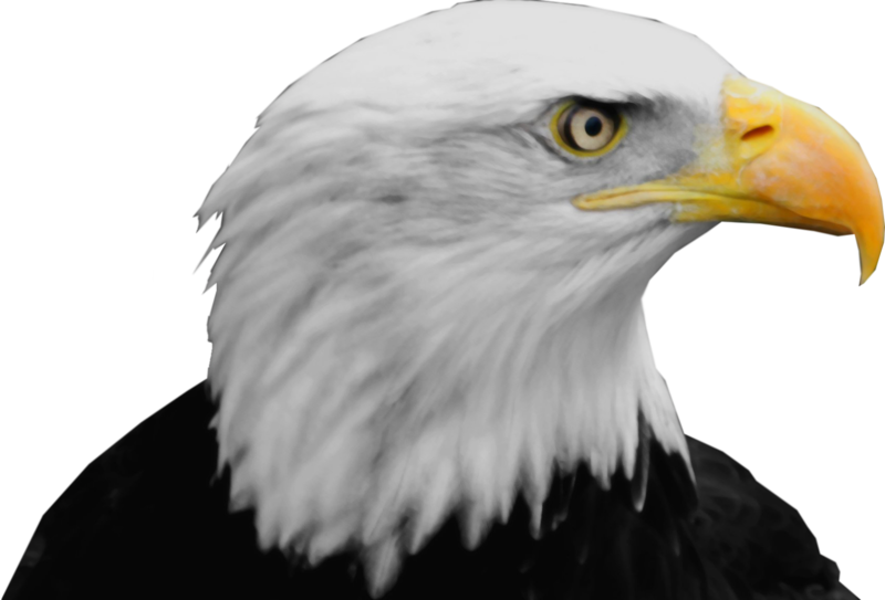 Bald Eagle Png - Bald Eagle Head Png (800x543), Png Download