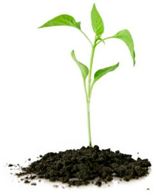 Plants-nursery - Founder's Mentality: How To Overcome The Predictable (321x403), Png Download