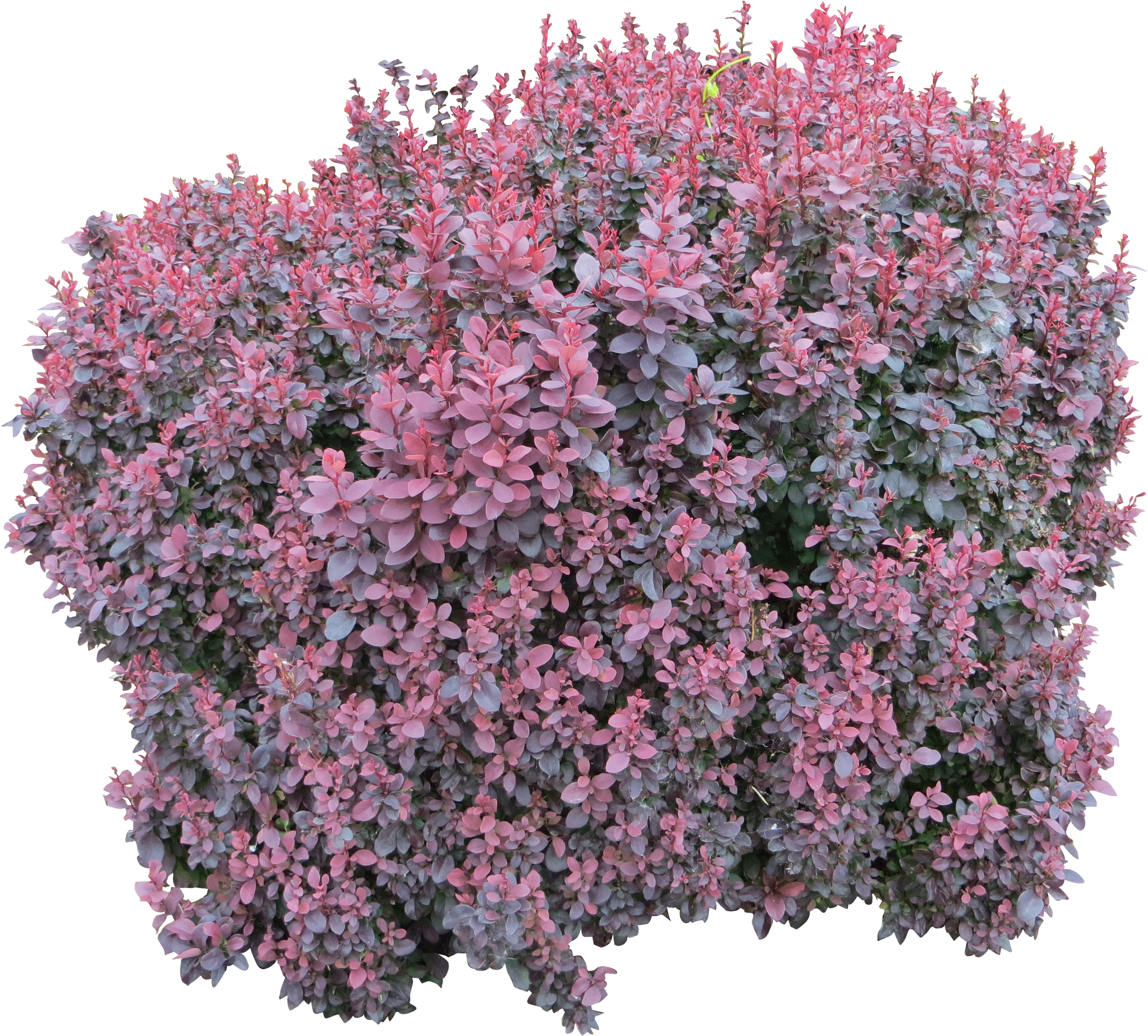 Bush Png Image - Pink Flower Bush Png (2902x2902), Png Download
