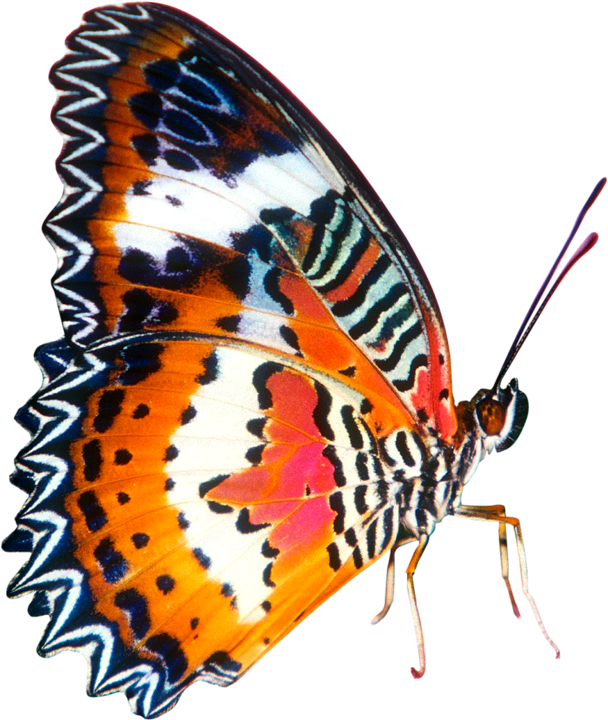 Colourful In Big Size Image Free Library - Orange And Pink Butterfly (909x1083), Png Download