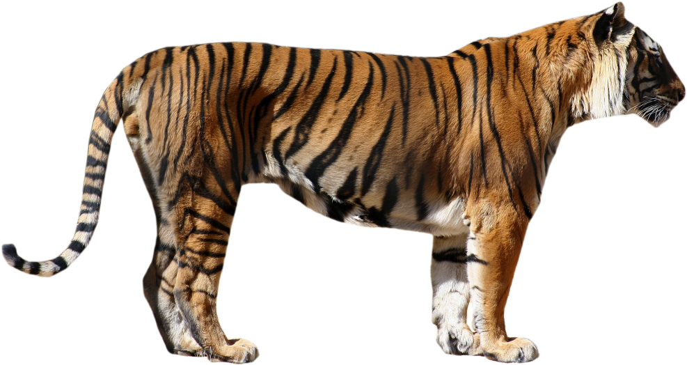 Bengal Tiger Png Photos - Transparent Tiger (1024x543), Png Download