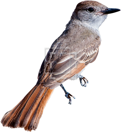 Small Bird - Portable Network Graphics (450x450), Png Download