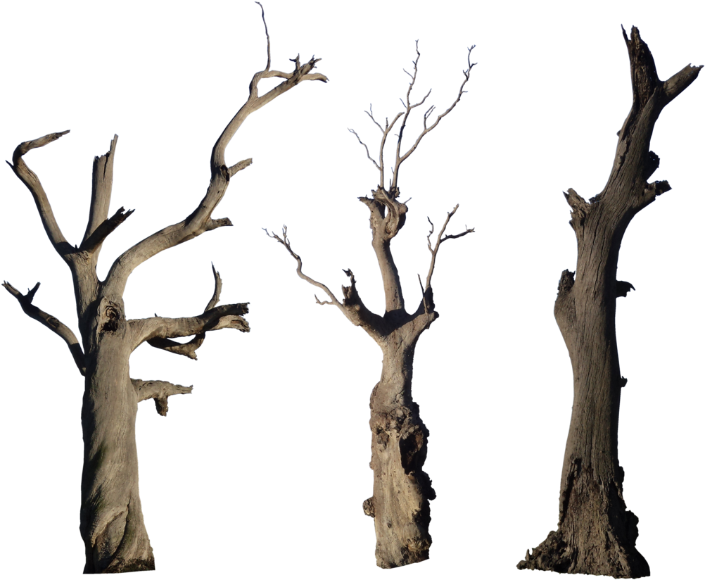 Old Tree Png High-quality Image - Old Tree Trunk Png (1024x841), Png Download