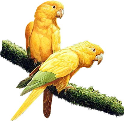 Yel-parrots - Yellow Parrot Png (428x400), Png Download