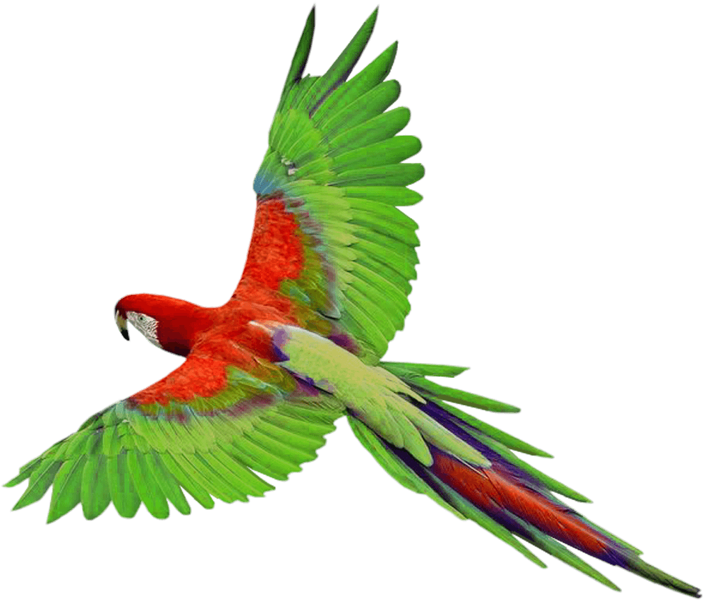 Parrot Png Photos - Parrot Png (1022x868), Png Download