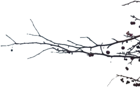 Branch Transparent - Branch Png (498x325), Png Download