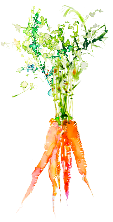 Carrots Png Watercolor Vector Black And White - Watercolor Veggies (517x800), Png Download