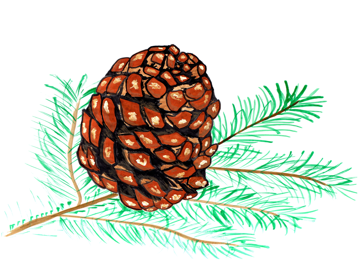 Pine Cones Pine Watercolor - Piñas De Pino Dibujo (1280x961), Png Download