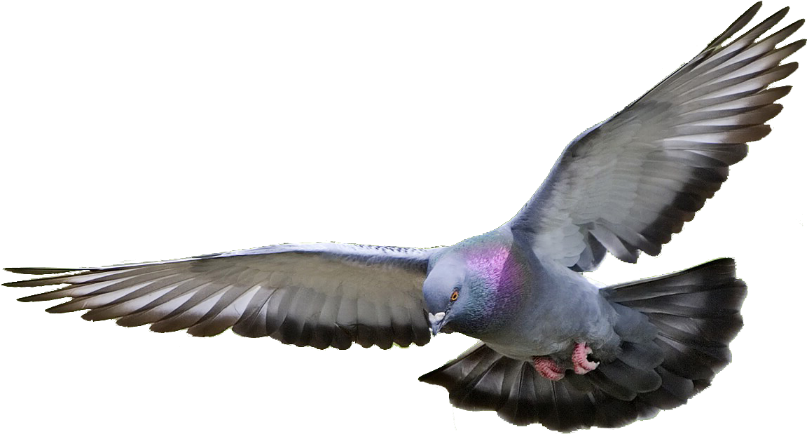 Pigeon Png Hd - Pigeon Png (1151x632), Png Download