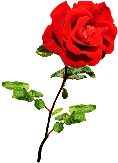 Beautiful Valentine Rose, Valentine Red Rose On Stalk - Red Rose Png (591x766), Png Download