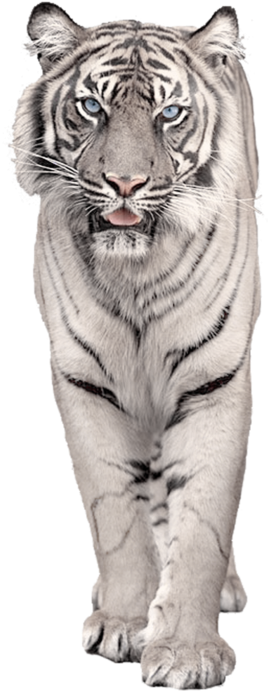 White Snow Tiger Png (288x699), Png Download