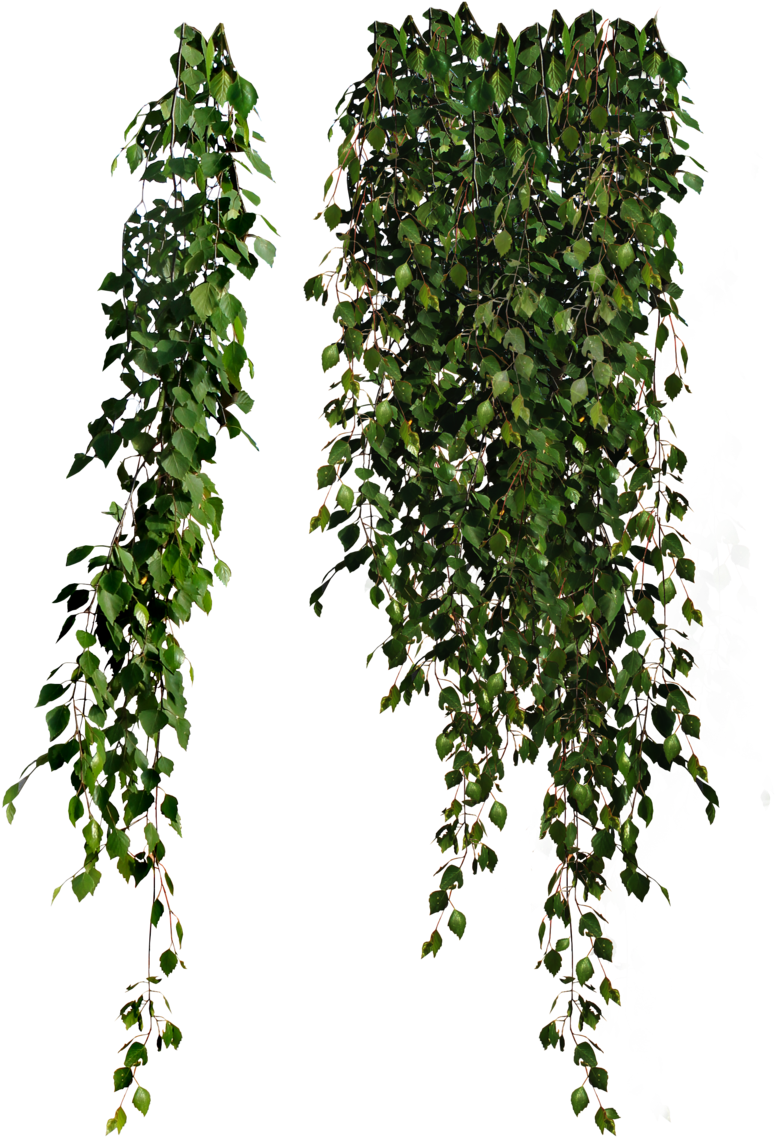Cutout Plant Hanging Pinterest - Cottingley Secret By Hazel Gaynor (743x949), Png Download