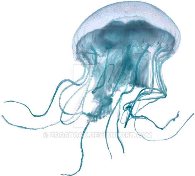 Sea Jellyfish On A Transparent Background - Transparent Background Jellyfish Transparent (900x705), Png Download
