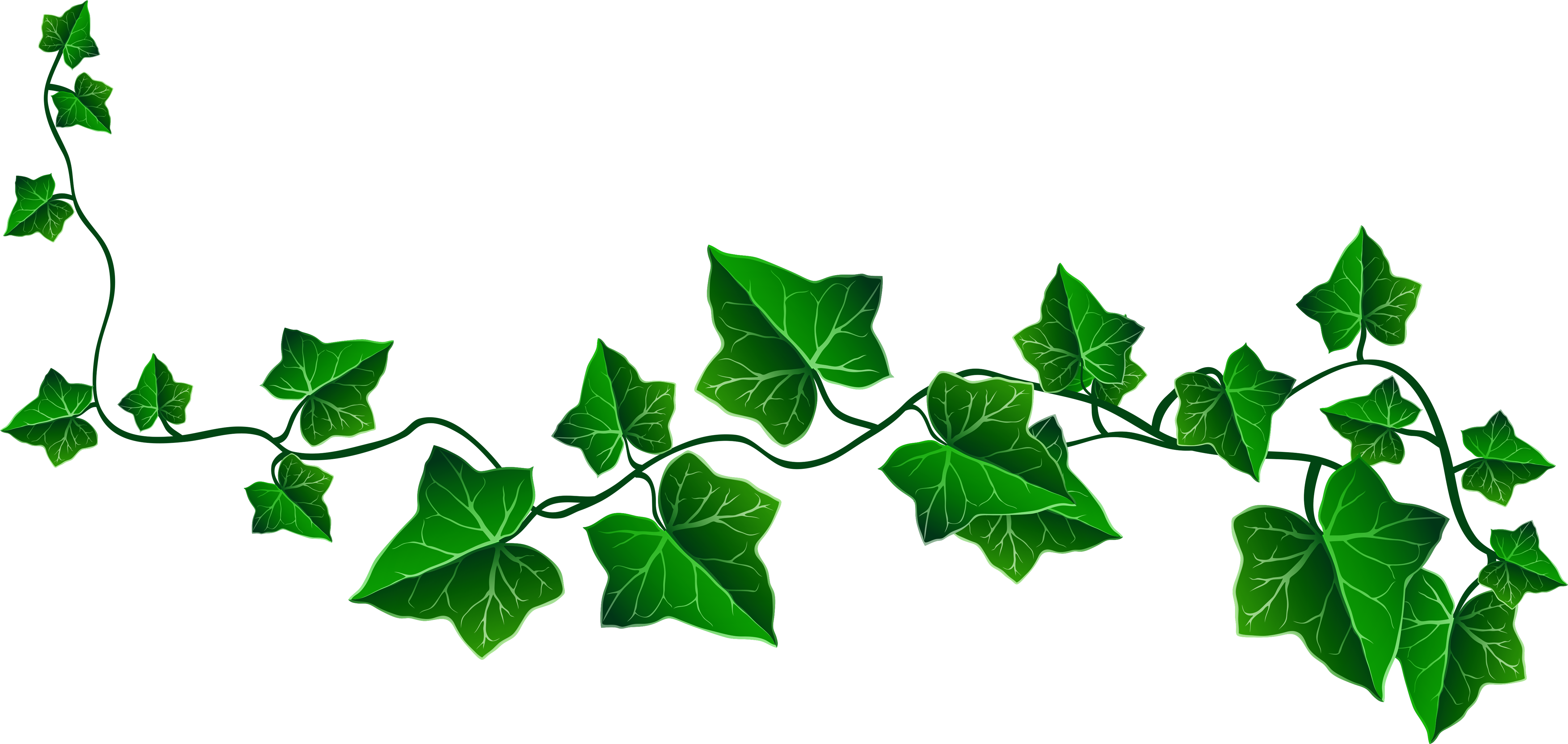 Sarmaşik Cli̇part Yandex - Ivy Clipart (4960x2377), Png Download