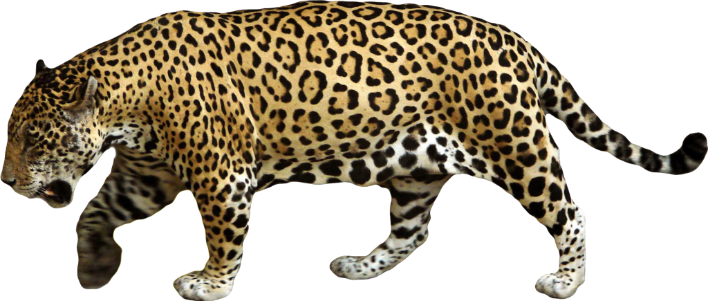 Animal Jaguar Png Download Image - Jaguar Png (1024x435), Png Download