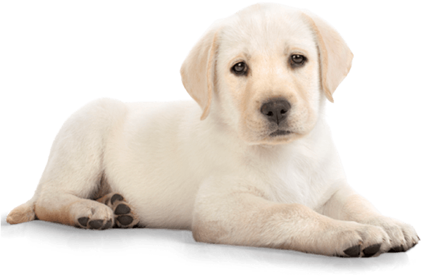 Download - Golden Retriever Puppy Png (625x500), Png Download