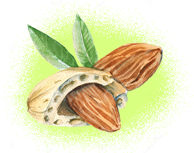 Organic Sweet Almond Oil - Mandorla Stilizzata (400x300), Png Download