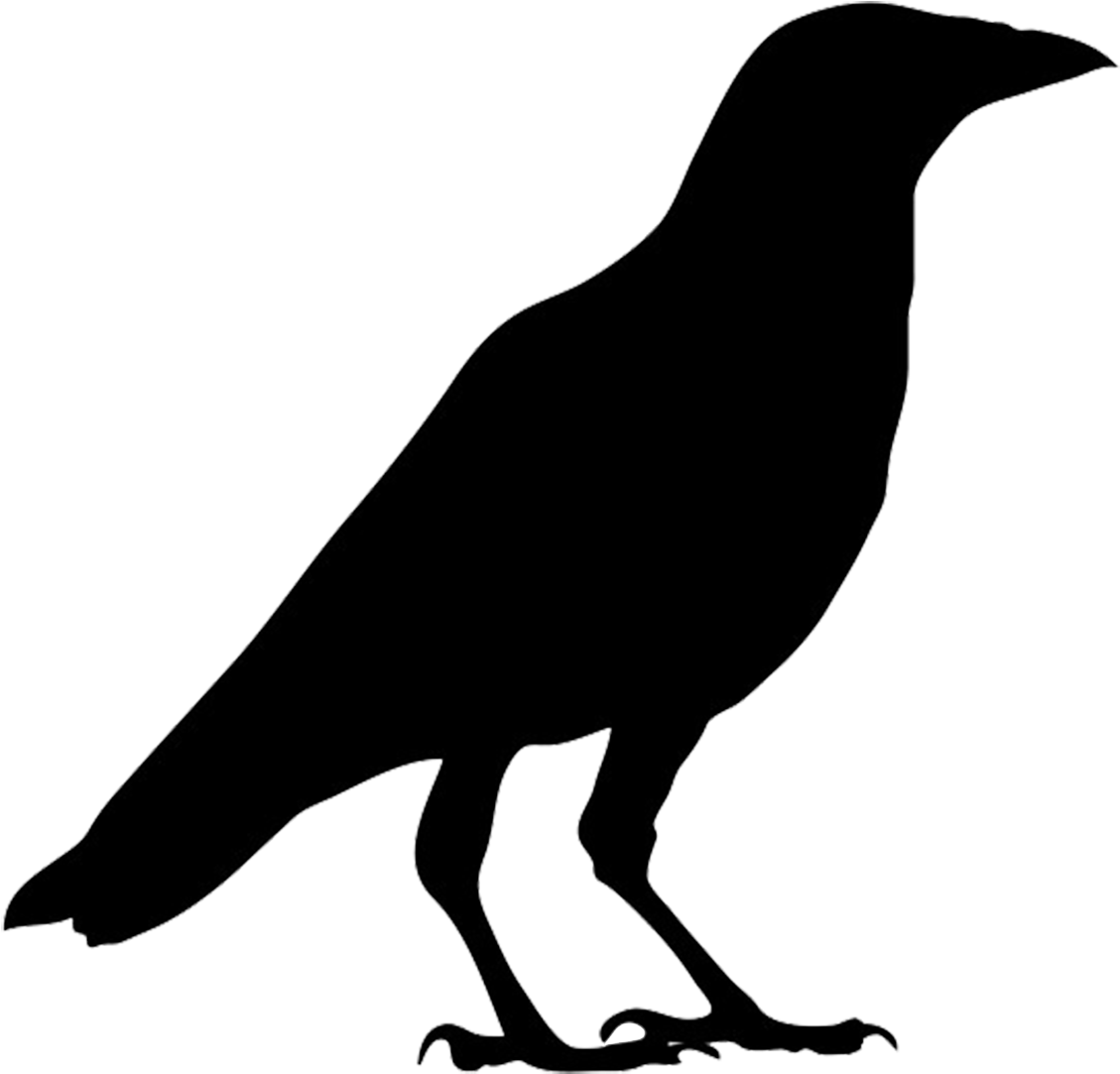 28 Collection Of Halloween Crow Clipart - Outline Picture Of Crow (1169x1185), Png Download
