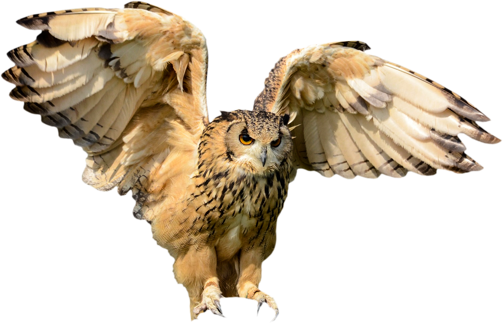 Https - Coruja Real Png (1920x1279), Png Download